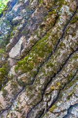 Rough tree bark closeup. Textured pine bark. Cracked bark, nature texture background. Tree trunk in the forest, tree texture pattern, Dry bark texture