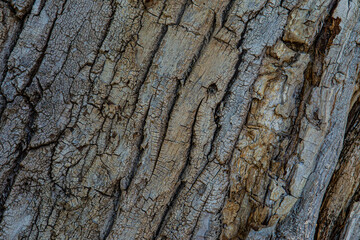 Rough tree bark closeup. Textured pine bark. Cracked bark, nature texture background. Tree trunk in the forest, tree texture pattern, Dry bark texture