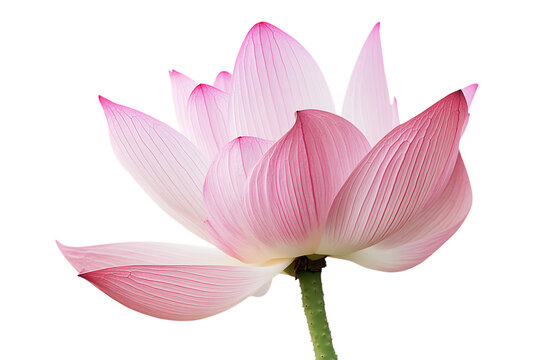 Lotus flower isolated png on a transparent background