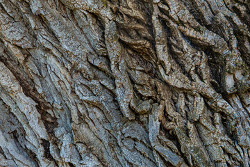 Rough tree bark closeup. Textured pine bark. Cracked bark, nature texture background. Tree trunk in the forest, tree texture pattern, Dry bark texture