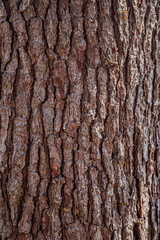 Rough tree bark closeup. Textured pine bark. Cracked bark, nature texture background. Tree trunk in the forest, tree texture pattern, Dry bark texture