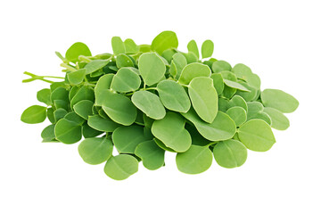 Moringa isolated png on a transparent background