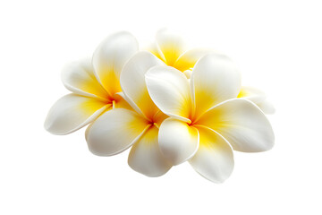 Tropical flowers frangipani (plumeria) isolated png on a transparent background
