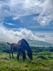 Azores horses