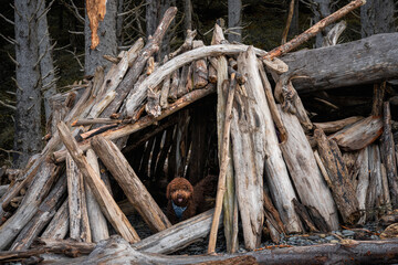 A barbet dog in a driftwood structure on Rialto beach, in Clallam County, Washington.