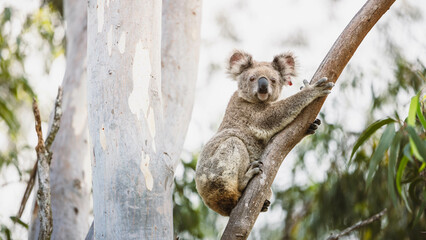 Koala in eucalyptus tree