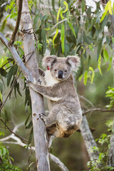Koala climbing eucalyptus tree