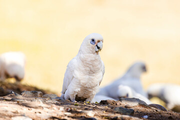Little corella