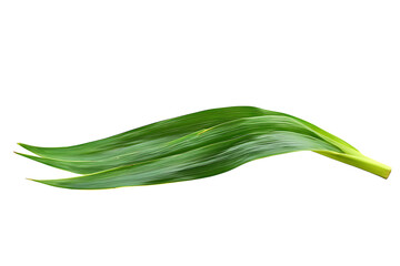 Pandan leaf isolated on a white background