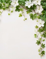White clematis flowers and green ivy vines create a beautiful border on a white background.