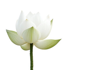 Fototapeta premium Lotus flower isolated on a white background