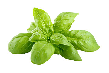 Fototapeta premium Sweet basil isolated on a white background