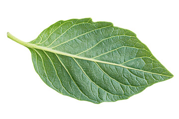 Obraz premium Tomato leaf closeup isolated on a white background