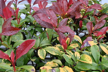 Photinia glabra (Japanese photinia) hedge. Rosaceae evergreen shrub. It is used as a hedge because the new shoots are beautiful in red and resistant to pruning.