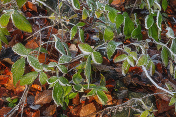 frosty leaves in the morning