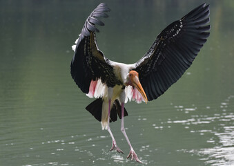 Birds are flying out to find food. Natural birds.