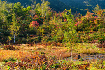 乗鞍高原のレンゲツツジ