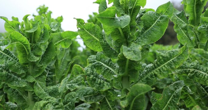 Green stem lettuce crops in garden