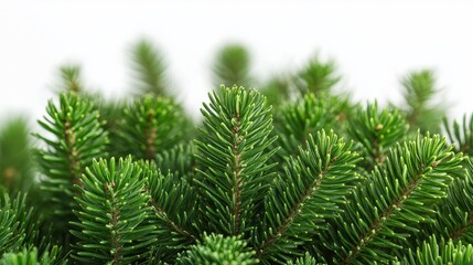 Christmas tree plant white background.