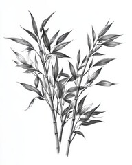 Fototapeta premium A front-facing bamboo illustration with intricate leaves and stalks set against a crisp white backdrop.