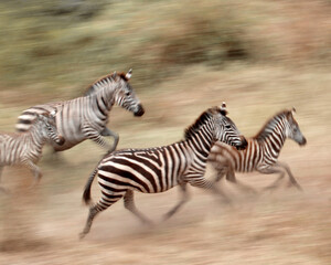 Zebra Sprint