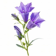 Purple Bellflower Isolated on White Background.