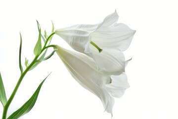 Fototapeta premium White Bell flower Isolated on White Background.
