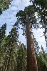 Fototapeta premium Sequoia Standing Tal