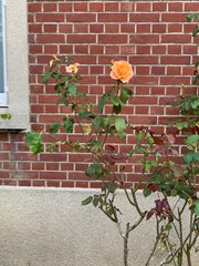 rose orange