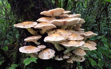 Fototapeta premium A collection of tree mushrooms, thriving in a damp, shaded part of the forest
