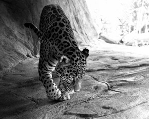 Leopard at Woodland Park Zoo