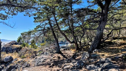 tree in the mountains in the shore of the ocean