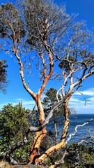 arbutus trees