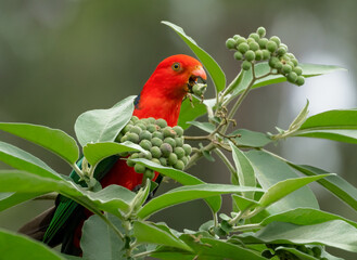 Australian King-Parrots  (Alisterus scapularis) eating fruit. close up of red parrot.