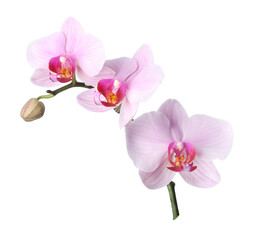 Branch of beautiful pink Phalaenopsis orchid isolated on white