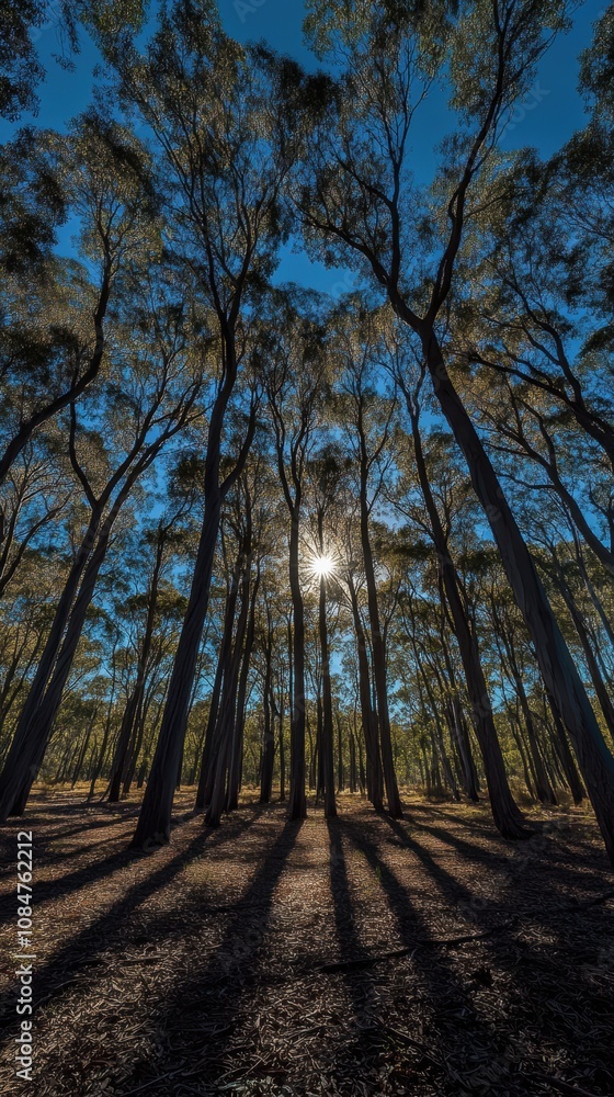 Poster sun shining through tall trees in forest creating long shadows on ground