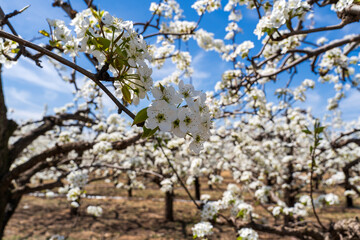 Pear flowers bloom in spring