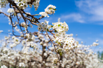 Pear flowers bloom in spring