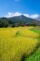 Obraz premium Lush golden rice fields stretch beneath a blue sky and green mountains, showcasing a vibrant agricultural landscape.