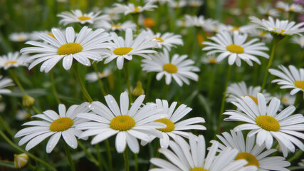 Obraz premium Bright white daisies with yellow centers in lush green garden