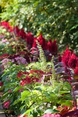 花壇に植えられているケイトウ