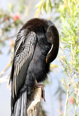 Australasian Darter anhinga bird preening its feathers while perched on a wooden post