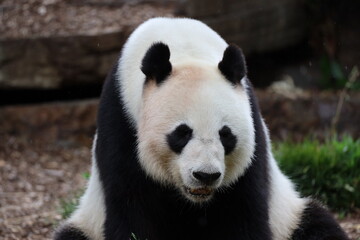 Fototapeta premium close-up giant panda bear sitting facing the camera