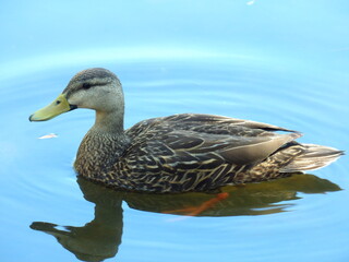 Fototapeta premium KODAK Digital Still Camera