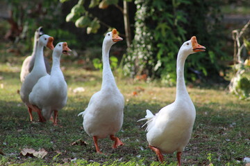 Geese