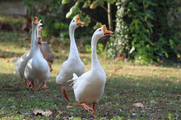 Geese