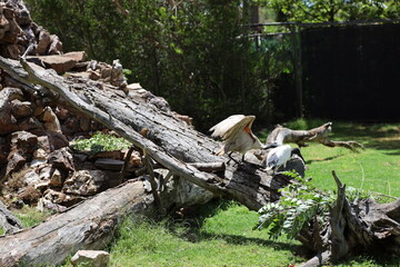 two black and white birds on a tree trunk (log)