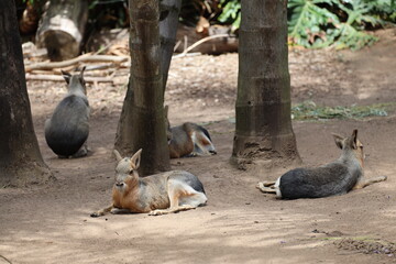 cluster of Patagonian Mara resting on sand in shade amid trees