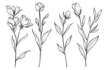 minimal botanical graphic sketch drawing, trendy tiny tattoo design, floral elements vector illustration Beautiful romantic flower collection with roses, leaves, floral bouquets, flower compositions 