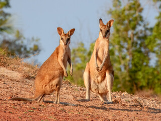 Agile Wallaby (Notamacropus agilis) in Australia